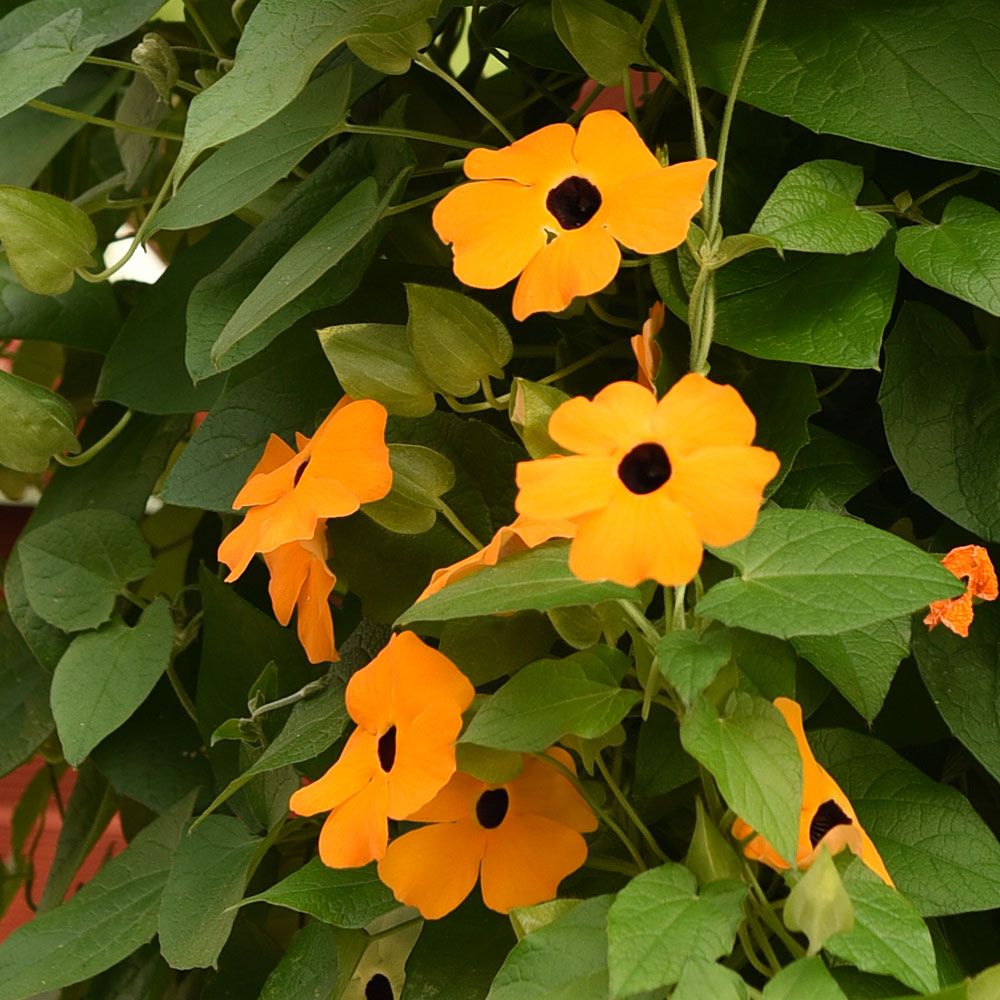 Schwarzäugige Susanne 'Aurantiaca Oculata'