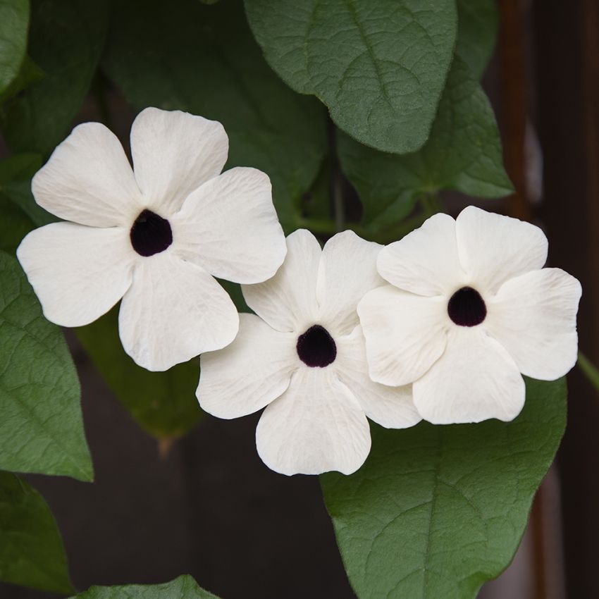 Schwarzäugige Susanne 'Alba Oculata'