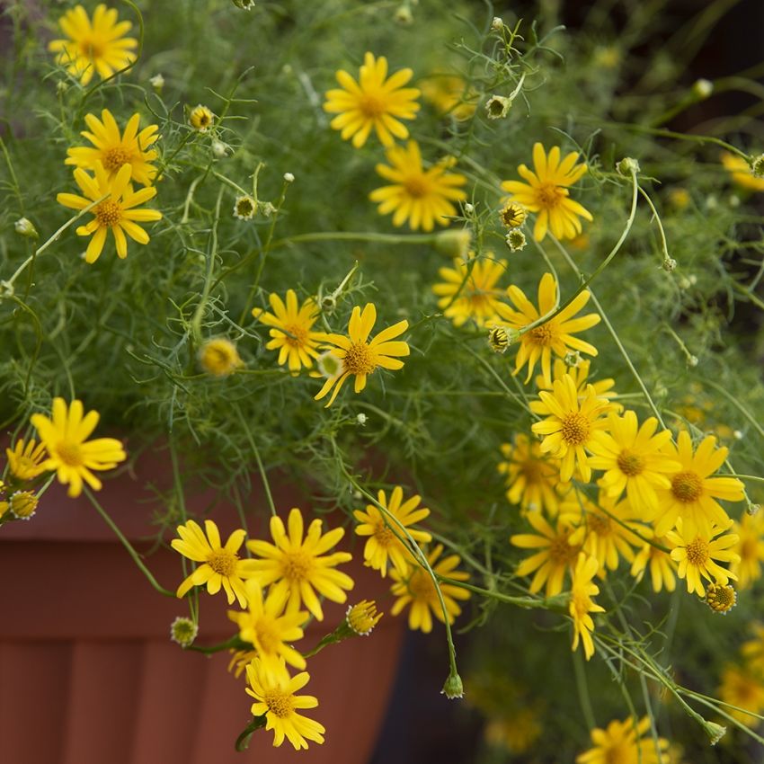 Gelbes Gänseblümchen 'Golden Dawn'