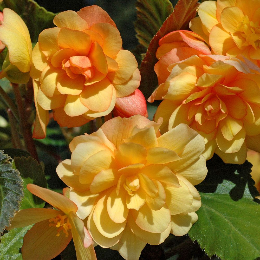 Hängebegonien F1 'Illumination Apricot'