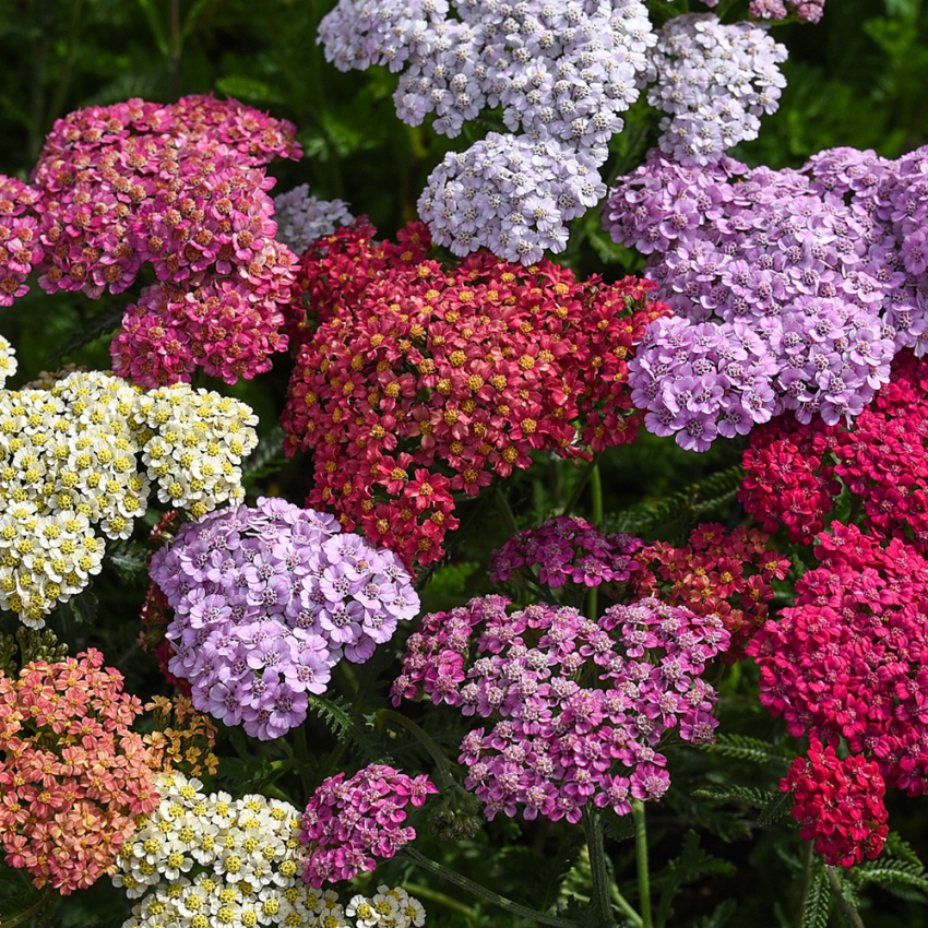 Schafgarbe 'Flowerburst Fruit Bowl'