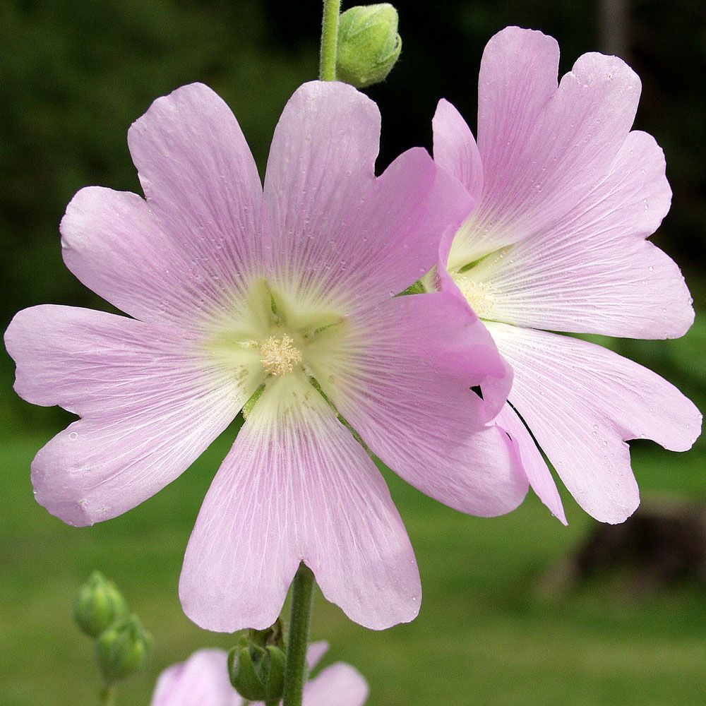 Bleiche Stockrose