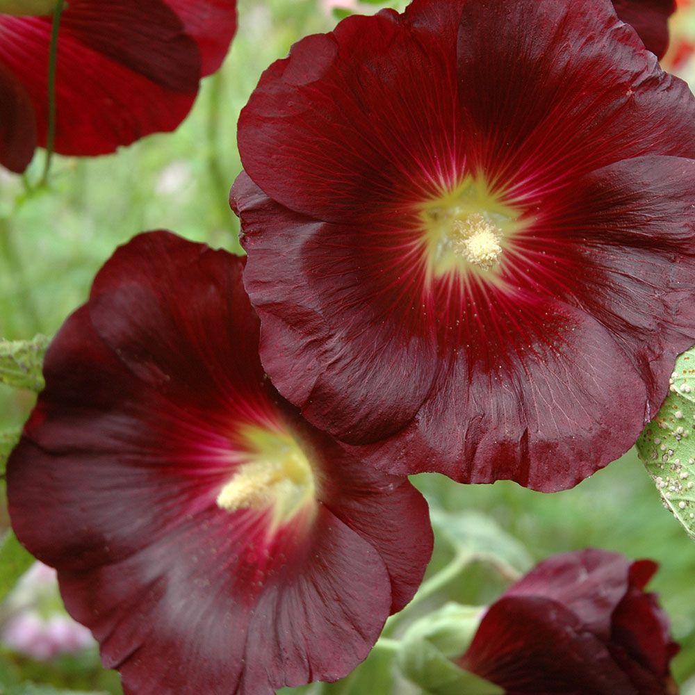 Schwarze Stockrose 'Nigra'