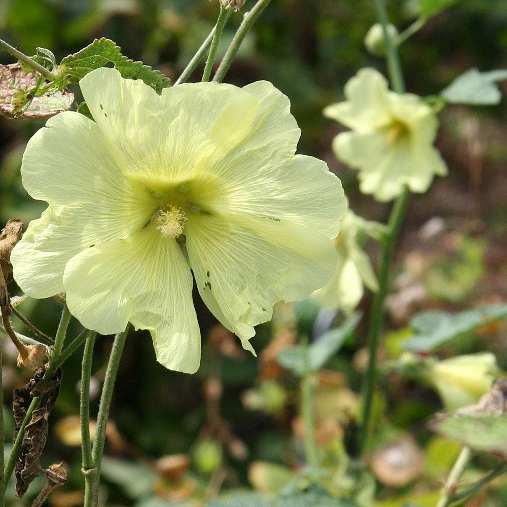 Russische Stockrose