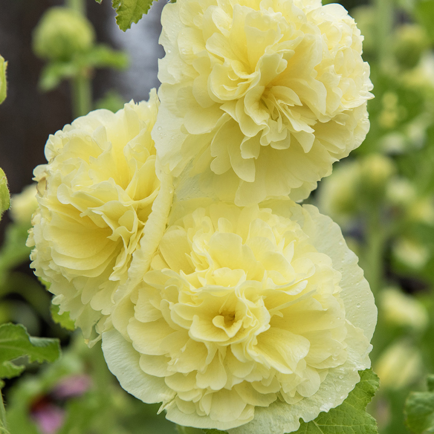 Stockrose 'Chater's Golden Yellow'