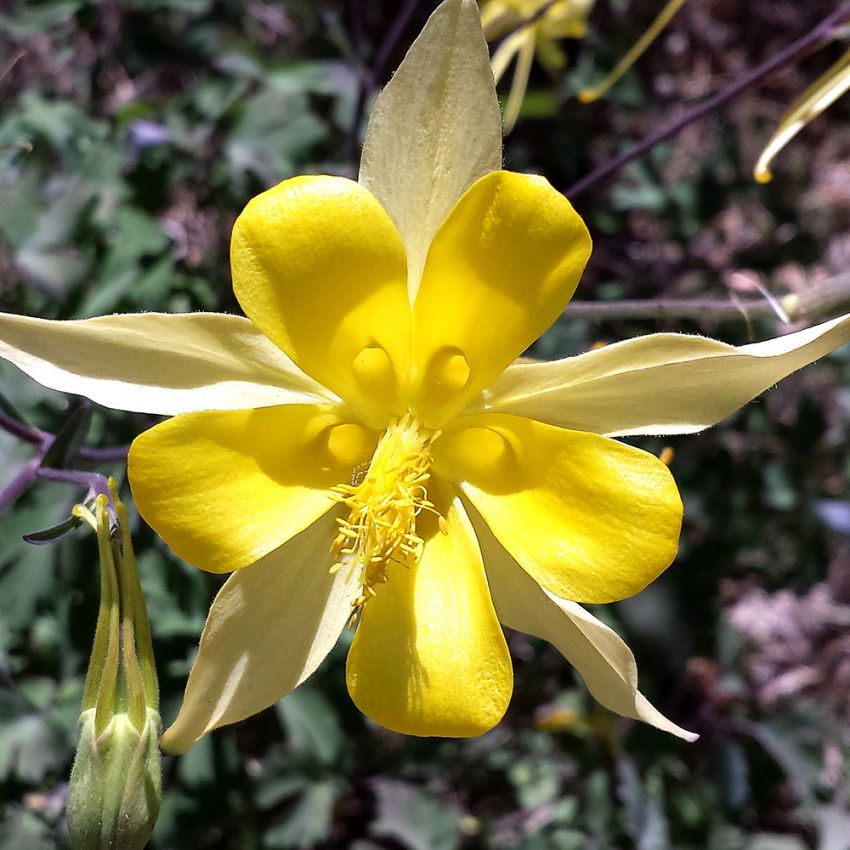 Akelei 'Yellow Star'