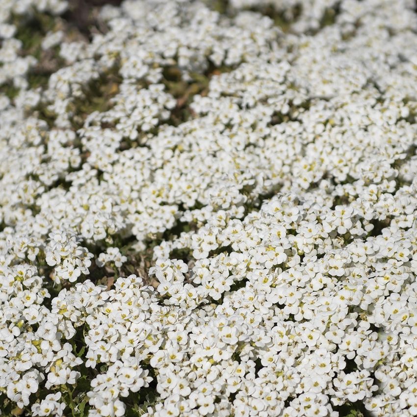 Gänsekresse 'Little Treasure White'