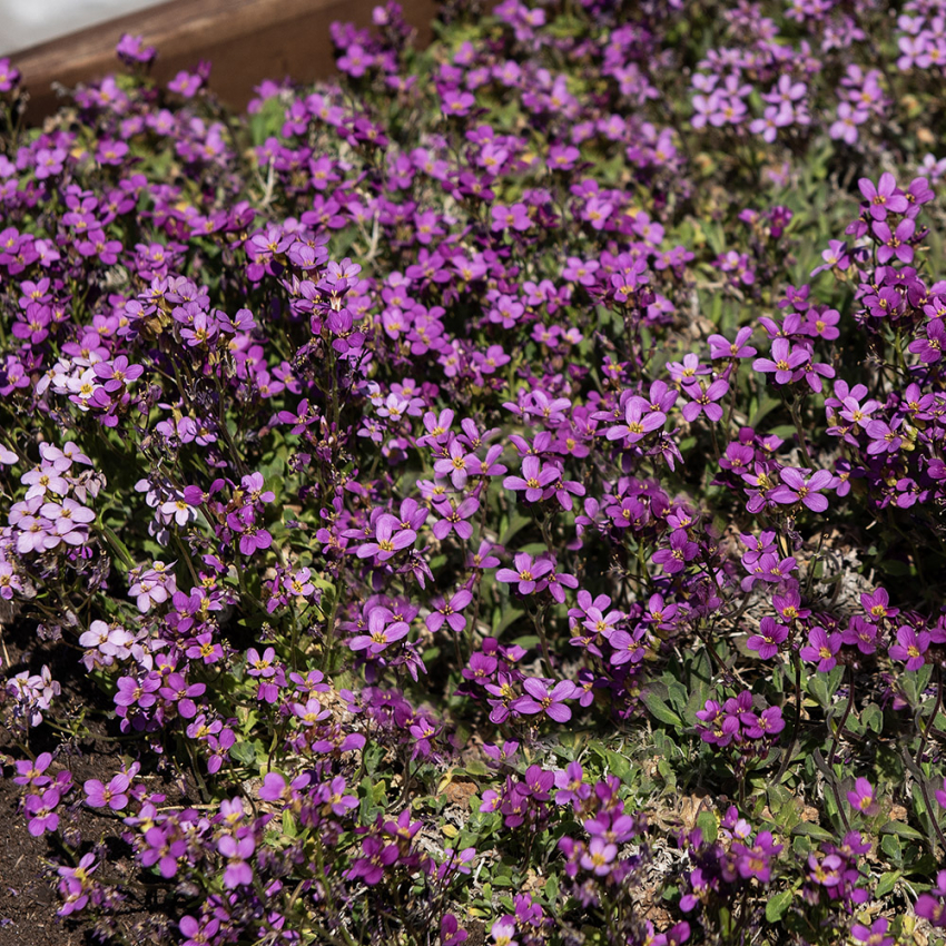 Gänsekresse 'Rosea'