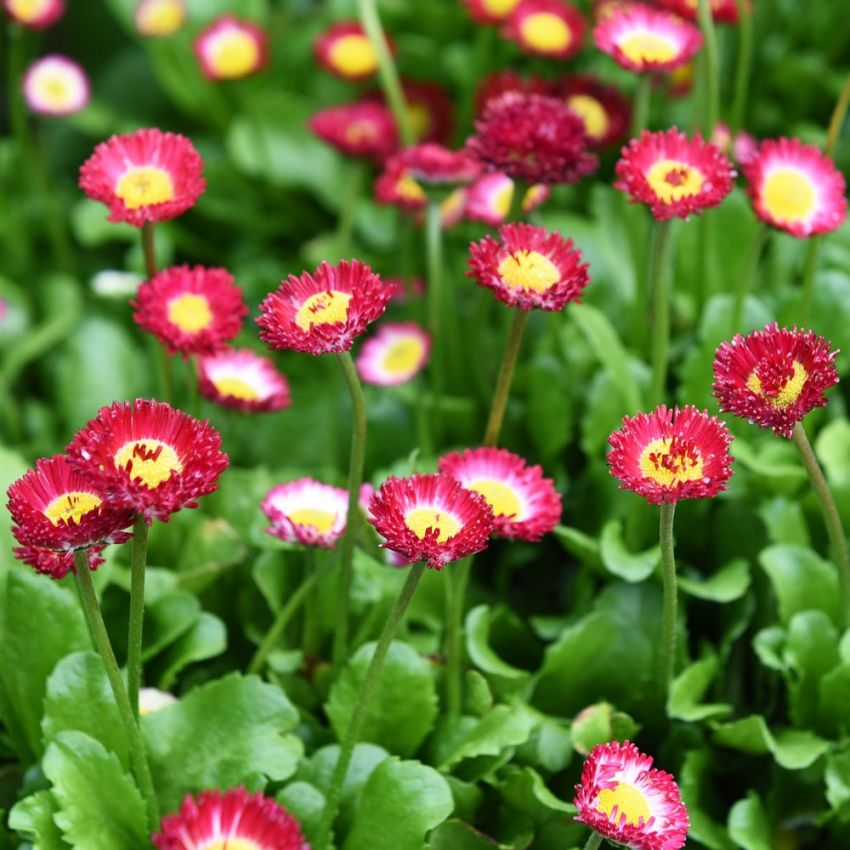 Gänseblümchen 'Bellissima Red'