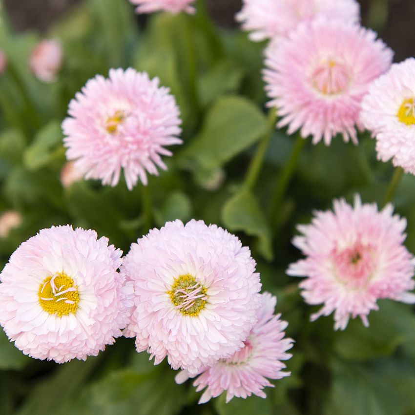 Gänseblümchen 'Robella'