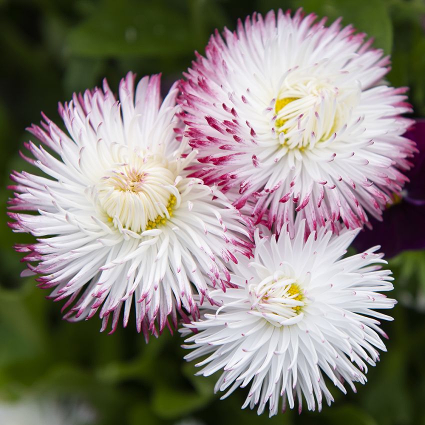 Gänseblümchen 'Habanera White with Red Tips'