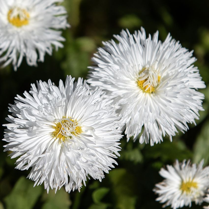 Gänseblümchen 'Habanera White'