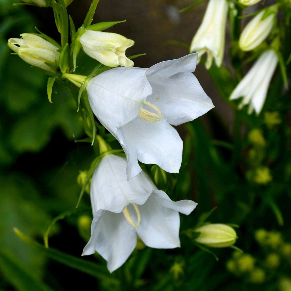 Pfirsichblättrige Glockenblume 'Alba'