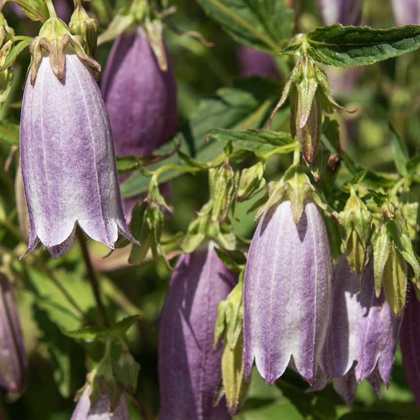 Gepunktete Glockenblume 'Rubriflora'