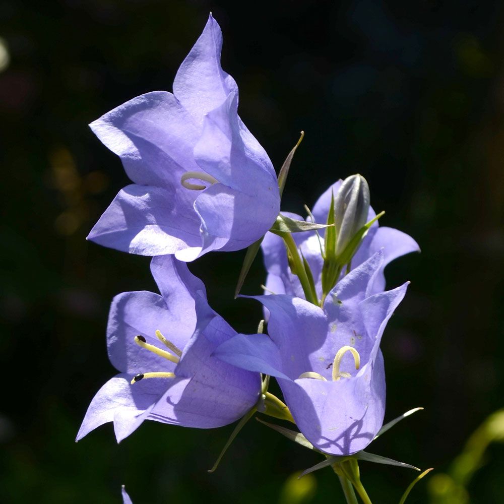 Pfirsichblättrige Glockenblume