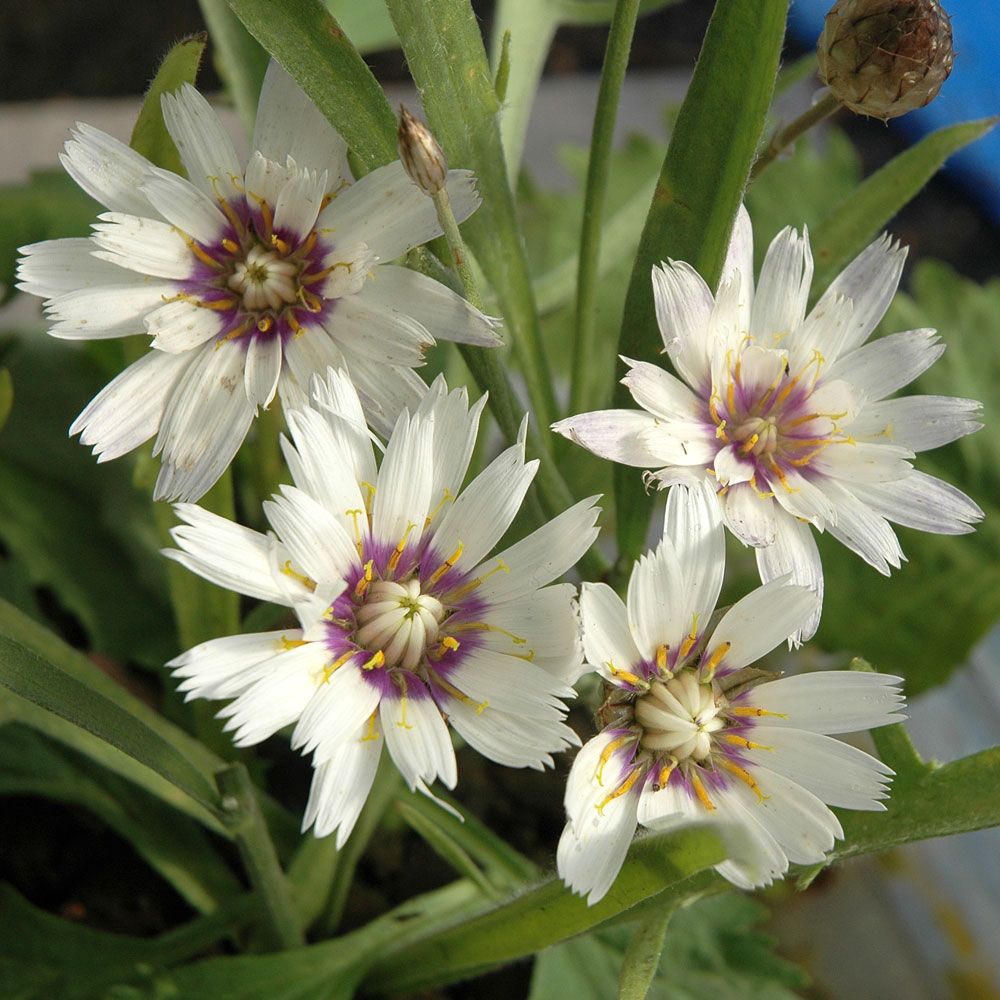 Rasselblume 'Bicolor'