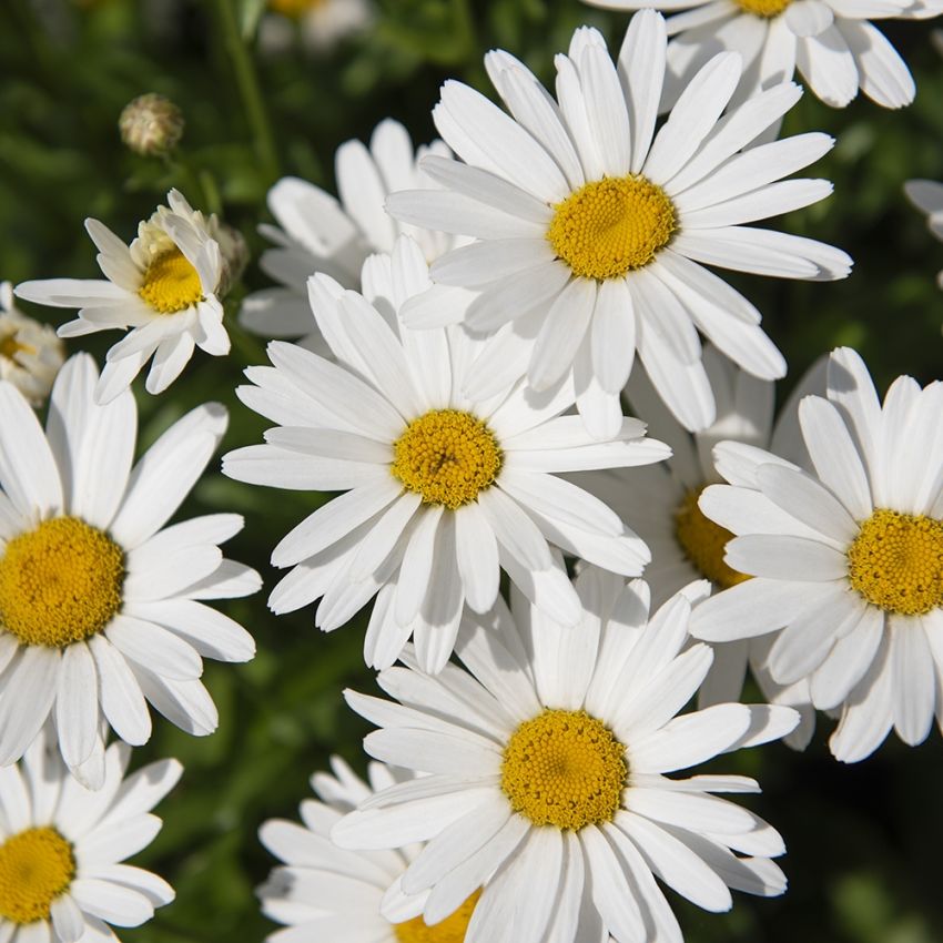 Großblumige Margerite 'Madonna'