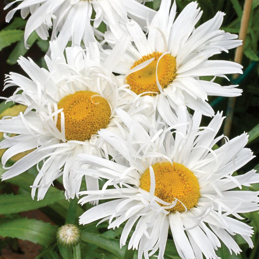 Großblumige Margerite 'Crazy Daisy'