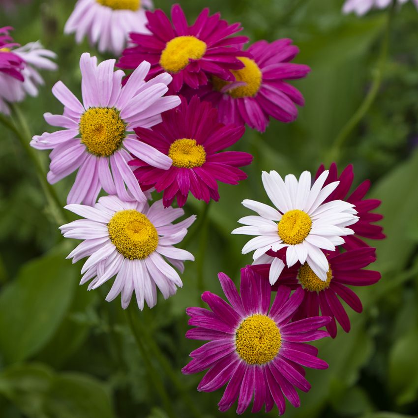 Rote Margerite 'Robinson's Giants'