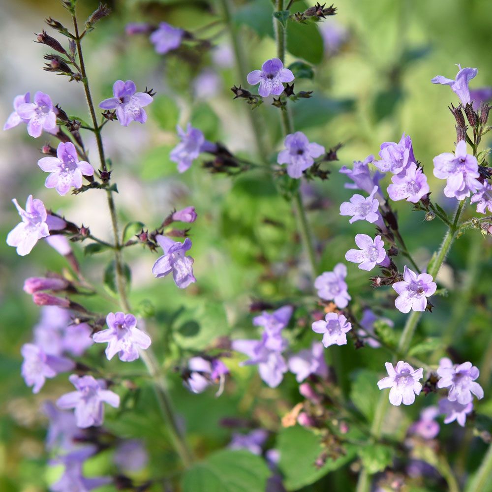 Kleinblütige Bergminze 'Marvelette Blue'