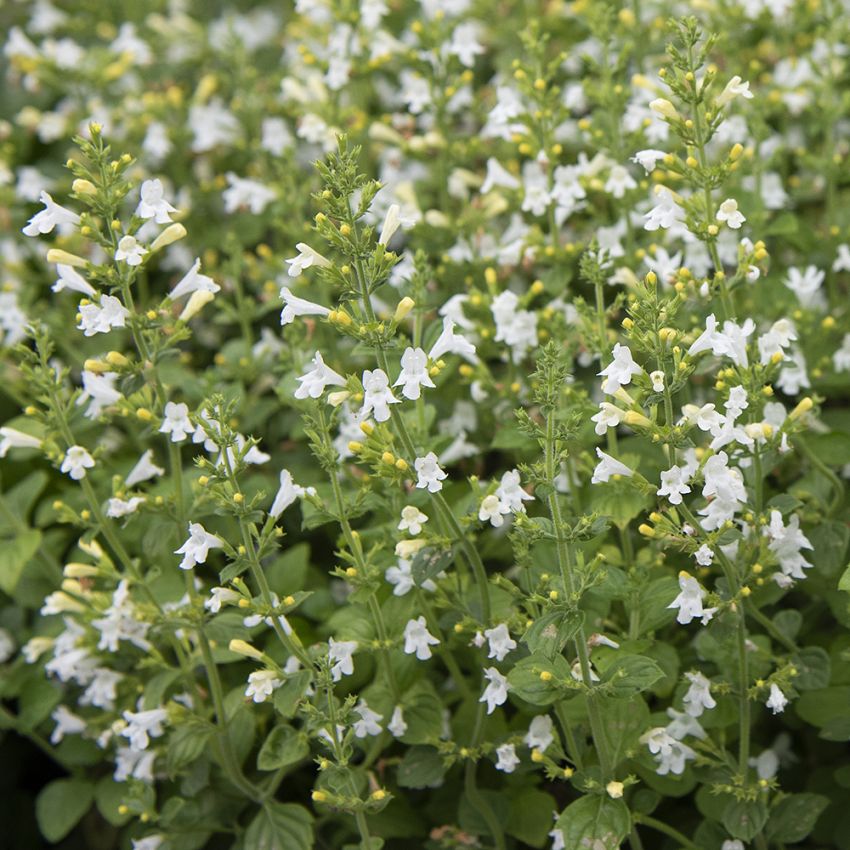 Kleinblütige Bergminze 'Marvelette White'