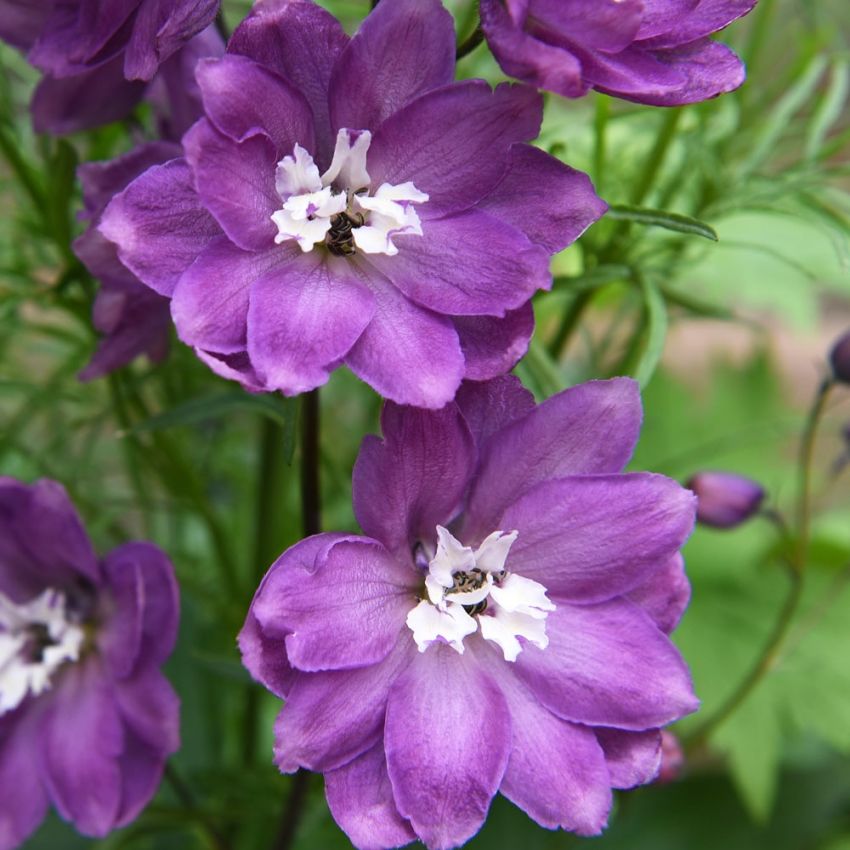 Rittersporn 'Magic Fountains Lilac White Bee'