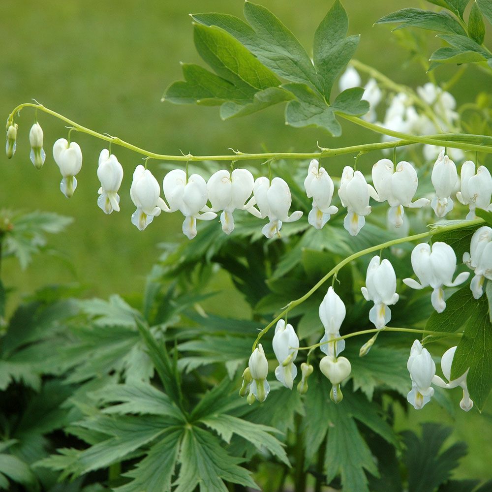 Tränendes Herz 'Alba'