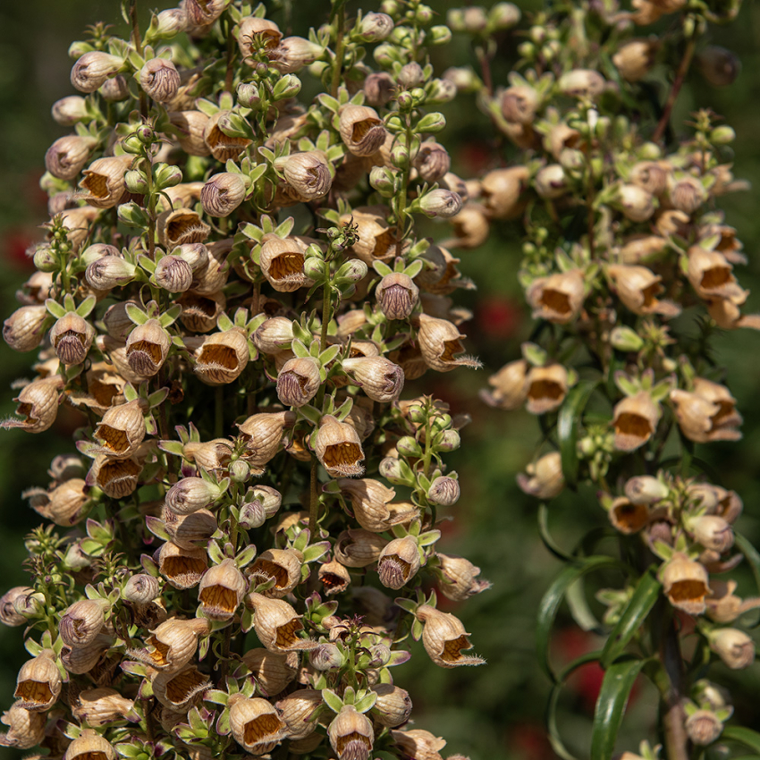 Fingerhut 'Gigantea Gelber Herold'