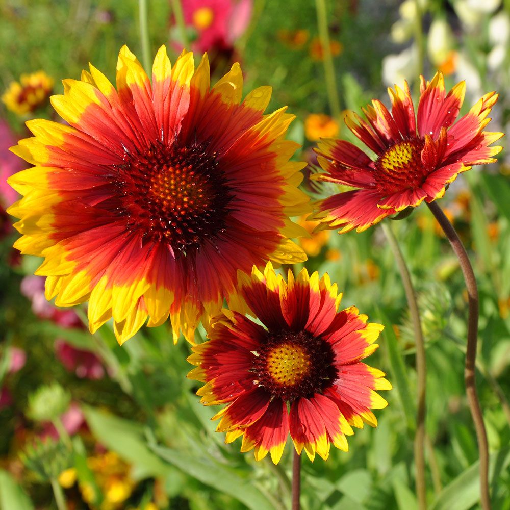 Großblumige Kokardenblume 'Burgunder'