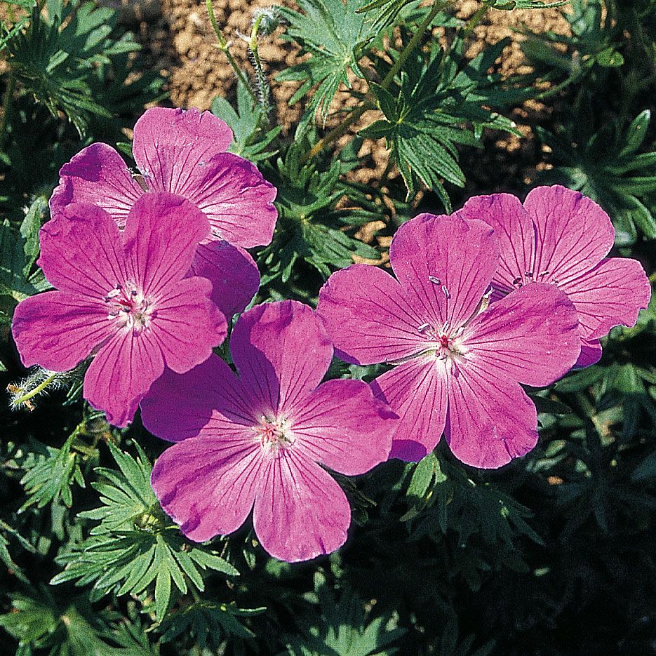 Blutroter Storchschnabel 'Vision Violet'