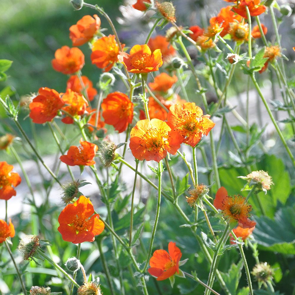 Rote Nelkenwurz 'Borisii'