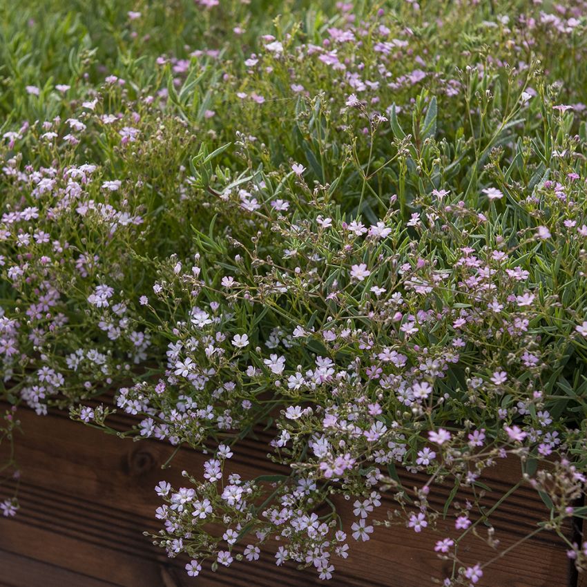 Teppich-Schleierkraut 'Rosea'