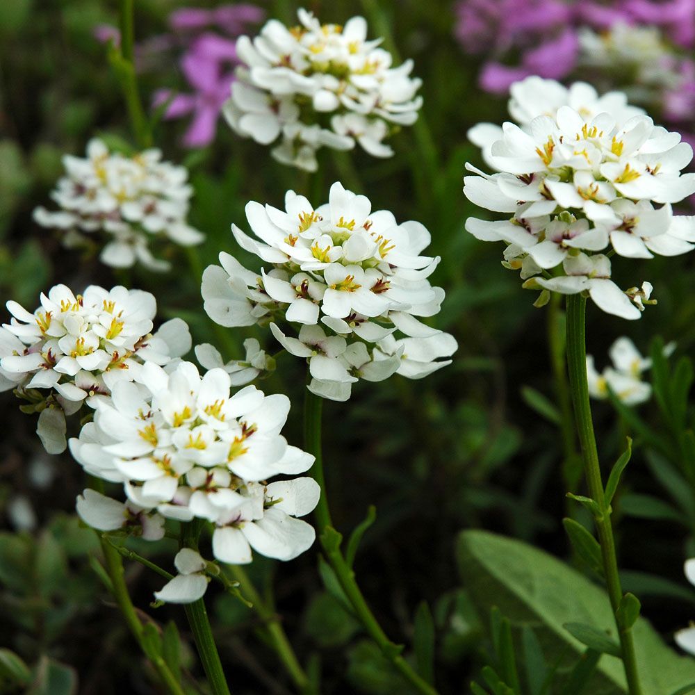 Immergrüne Schleifenblume 'Snowflake'