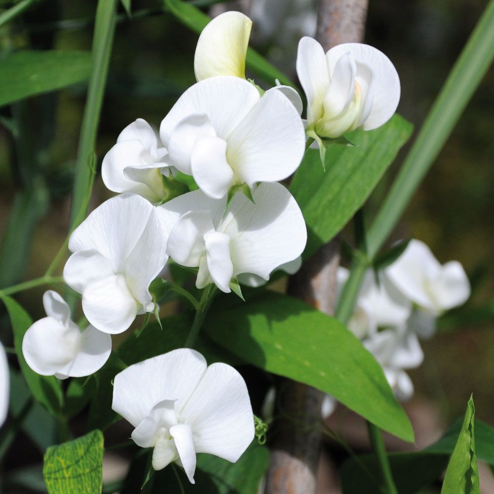 Stauden-Wicke 'White Pearl'