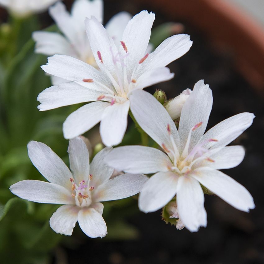 Bitterwurz 'Little Snowberry'