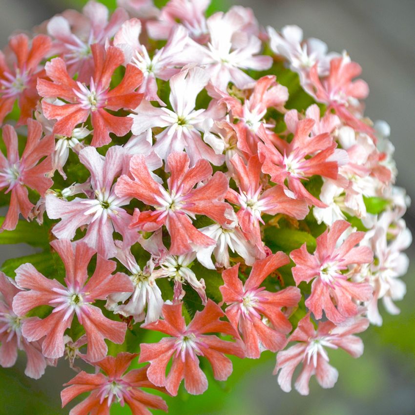 Lichtnelke 'Carnea'