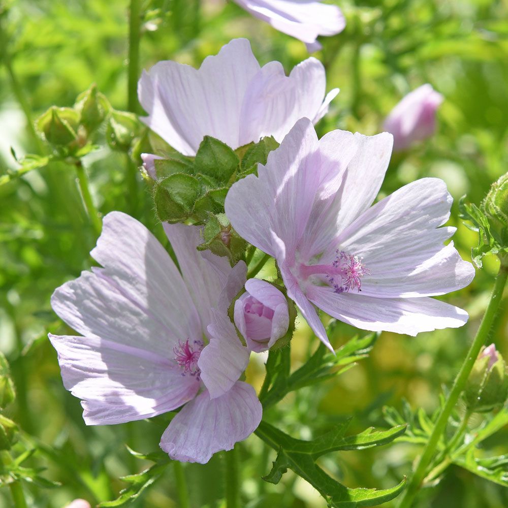 Moschus-Malve 'Appleblossom'