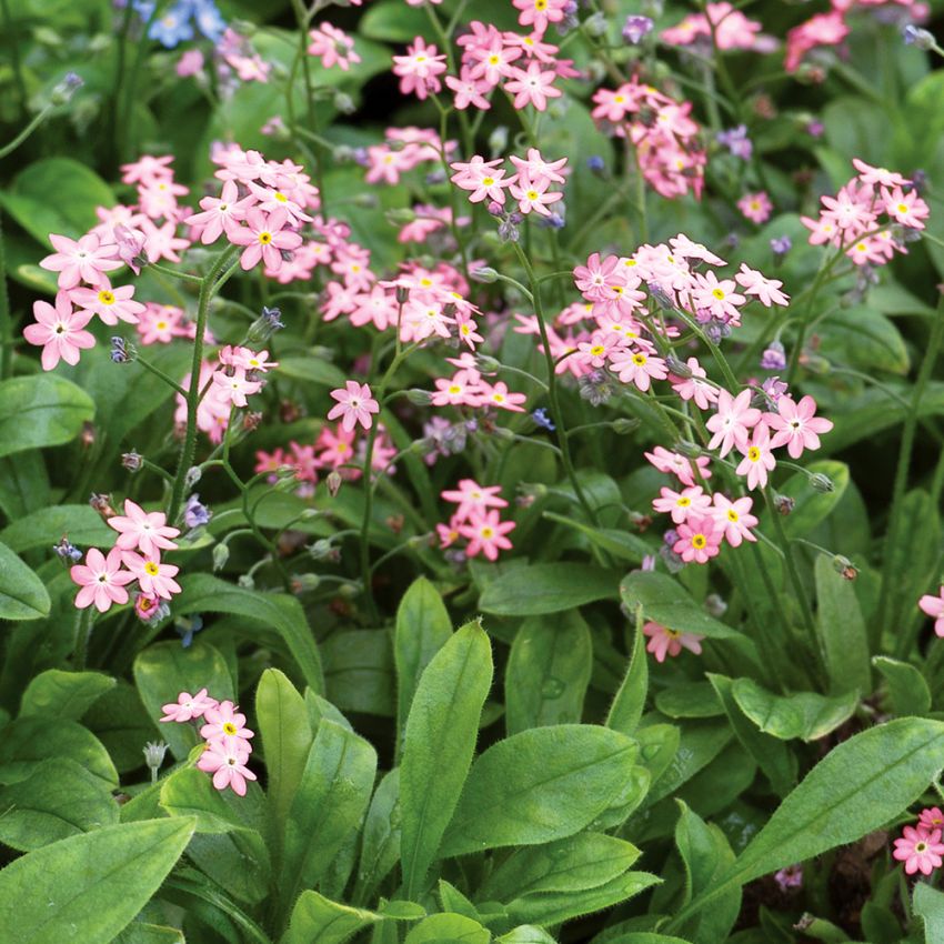 Waldvergissmeinicht 'Victoria Rosea'