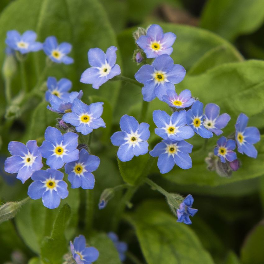 Waldvergissmeinnicht 'Bellamy Blue'