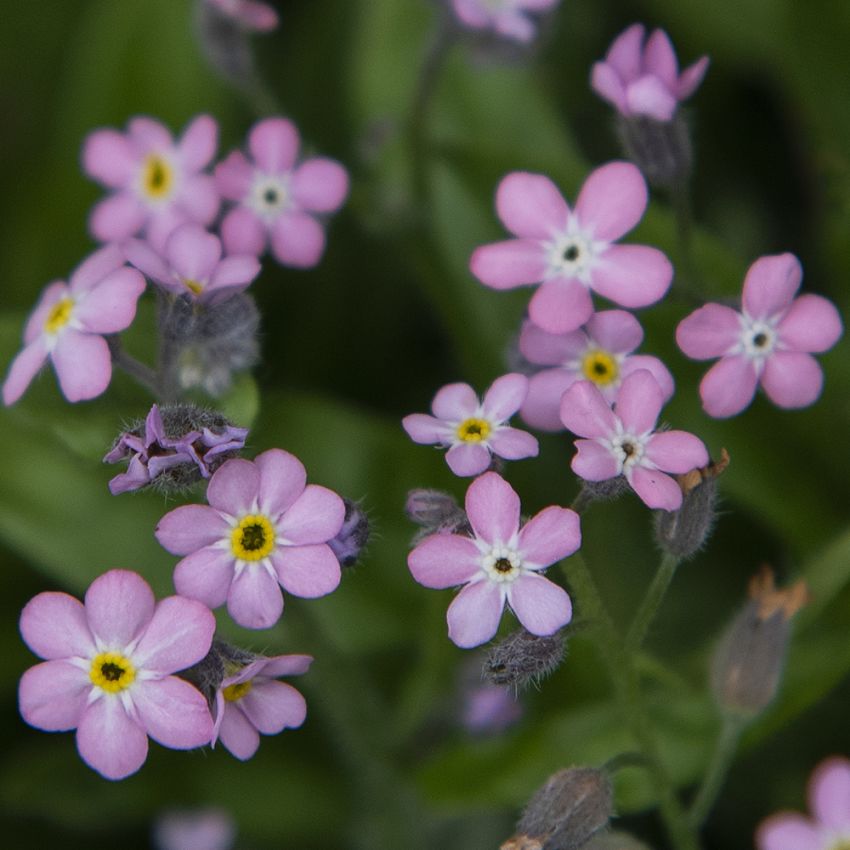 Waldvergissmeinnicht 'Bellamy Pink'