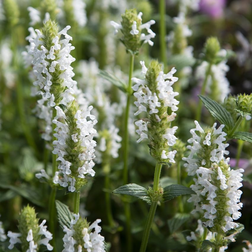 Geaderte Katzenminze 'Nevita White'