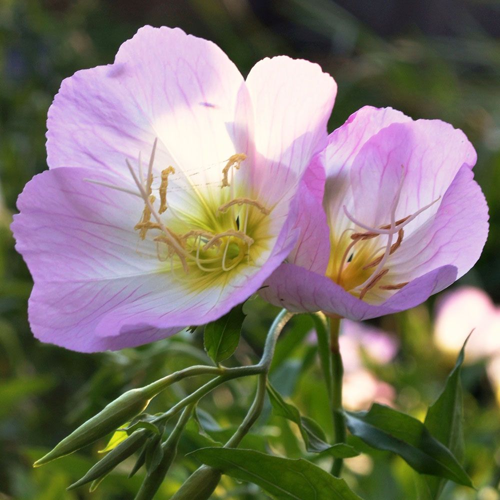 Rosa Nachtkerze 'Pink Petticoats'