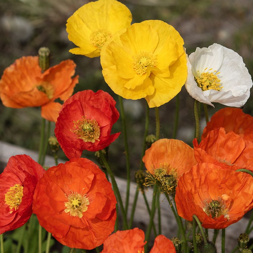 Altaischer-Mohn 'Garden Gnome'