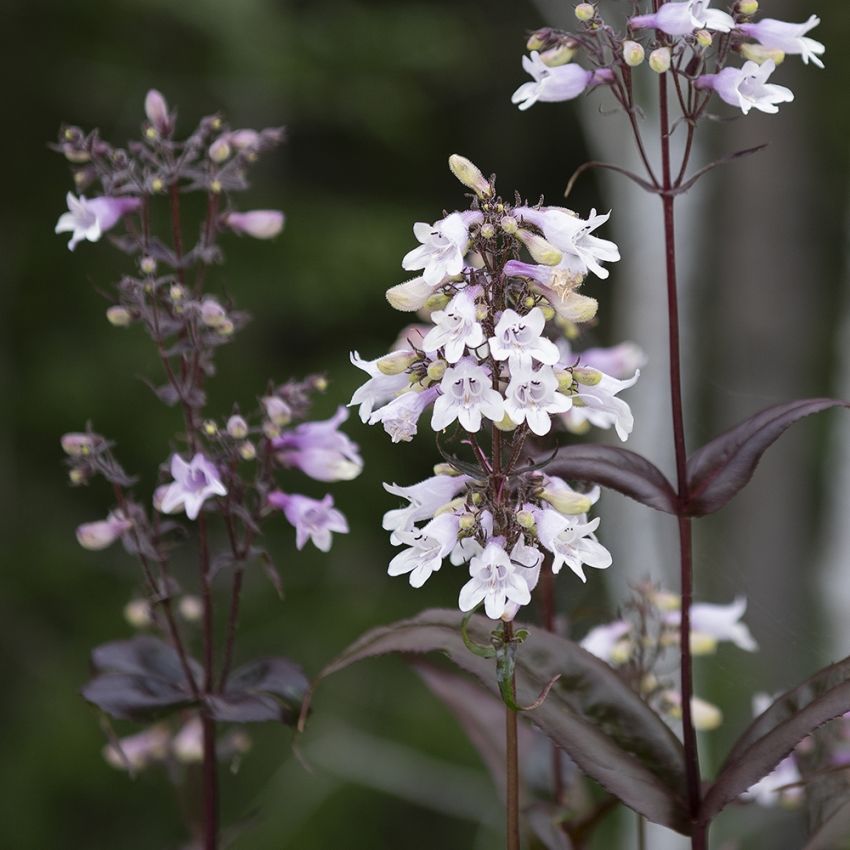 Fingerhutförmiger Bartfaden 'Mystica'