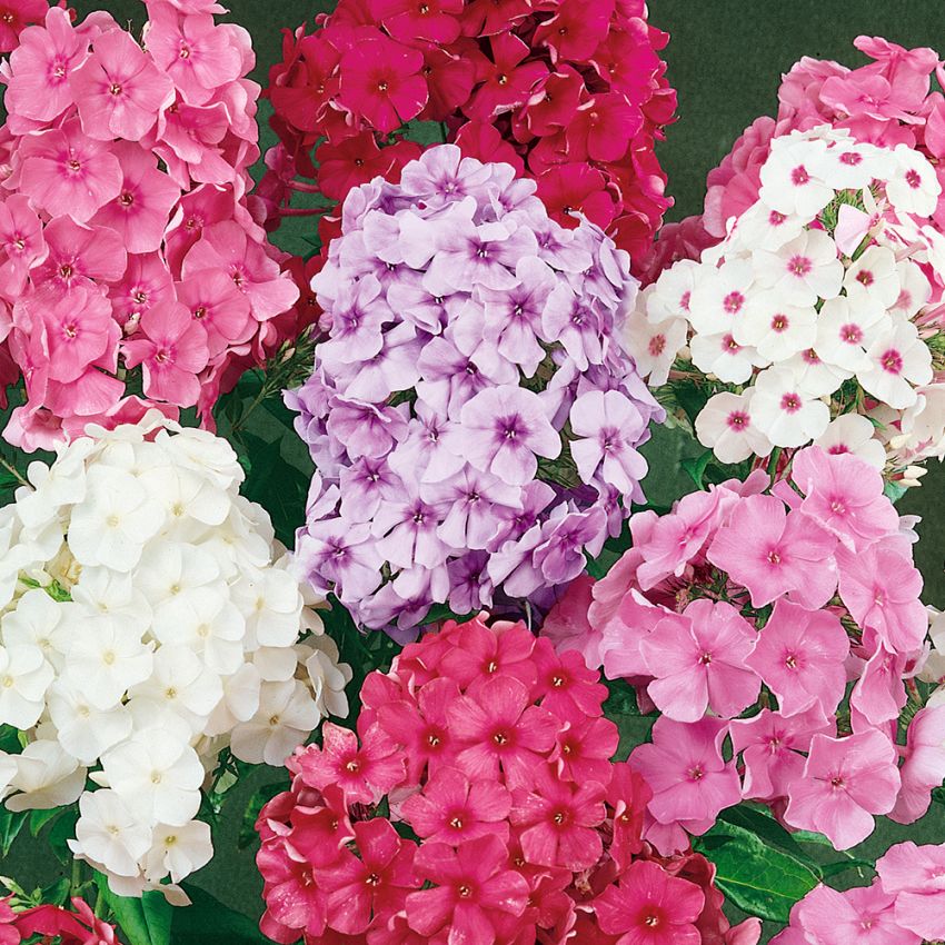 Hoher Sommer-Phlox 'New Hybrids'