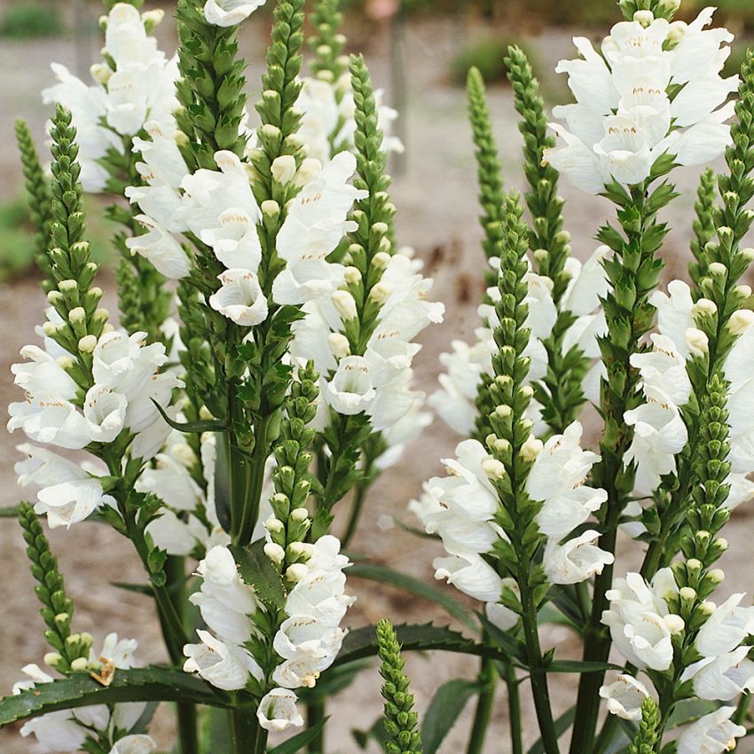 Gelenkblume 'Crown of Snow'