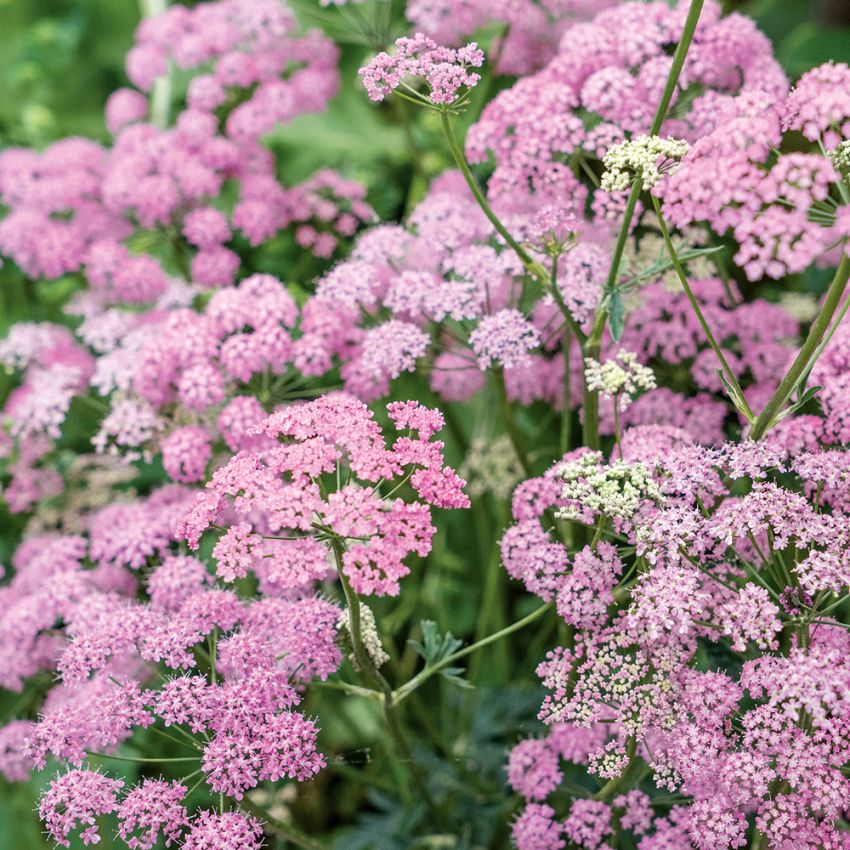 Große Pimpinelle 'Rosea'