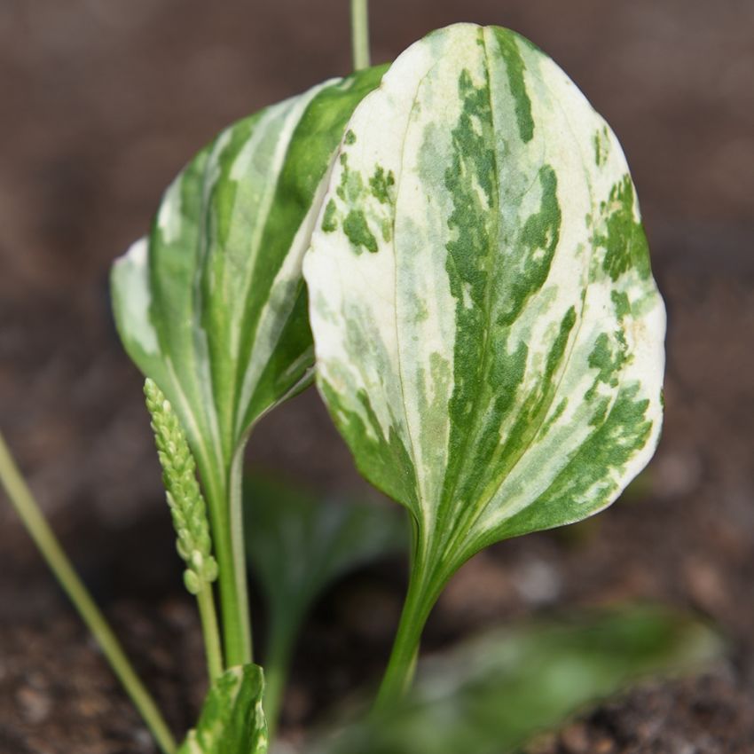 Marmorierter Wegerich 'Variegata'