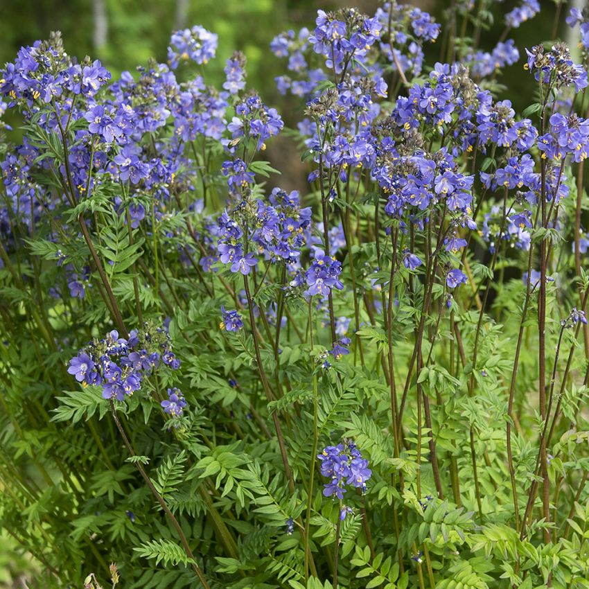 Nördliche Jakobseiter 'Purple Rain Strain'