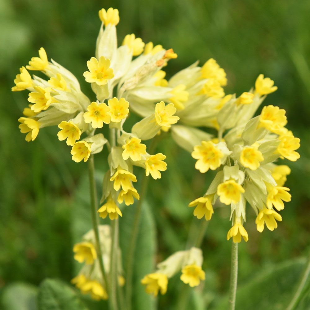 Echte Schlüsselblume